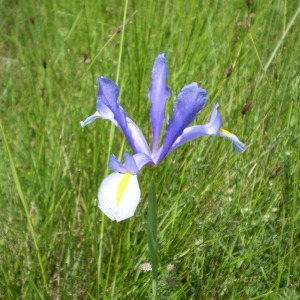 Photographie n°148033 du taxon Iris xiphium L. [1753]