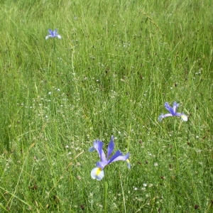 Photographie n°148034 du taxon Iris xiphium L. [1753]