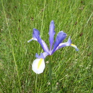  - Iris xiphium L. [1753]