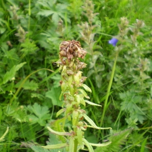  - Pedicularis recutita L. [1753]