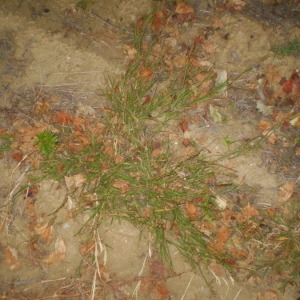  - Cenchrus longispinus (Hack.) Fernald [1943]