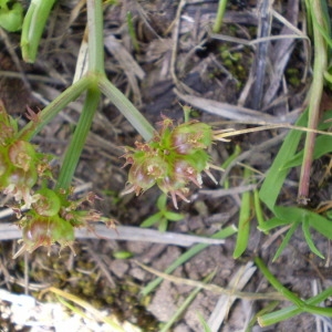 Photographie n°148082 du taxon Oenanthe globulosa L. [1753]