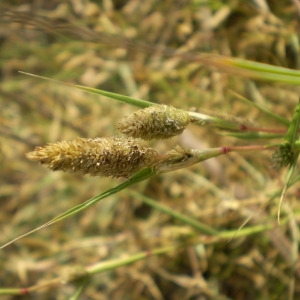 Photographie n°148083 du taxon Crypsis schoenoides (L.) Lam. [1791]