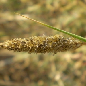 Photographie n°148084 du taxon Crypsis schoenoides (L.) Lam. [1791]