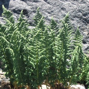 Photographie n°148100 du taxon Dryopteris villarii (Bellardi) Woyn. ex Schinz & Thell. [1915]