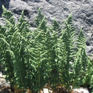 Photographie n°148101 du taxon Dryopteris villarii (Bellardi) Woyn. ex Schinz & Thell. [1915]