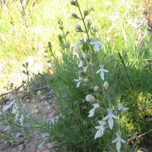  - Teucrium pseudochamaepitys L. [1753]