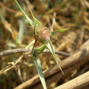 Photographie n°148115 du taxon Crypsis aculeata (L.) Aiton [1789]