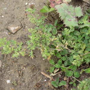 Photographie n°148130 du taxon Lepidium didymum L. [1767]