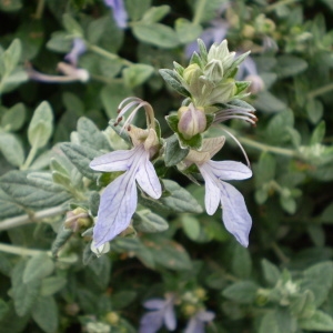 Photographie n°148141 du taxon Teucrium fruticans L. [1753]