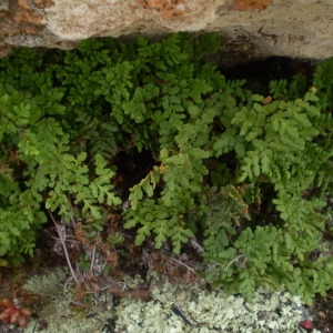  - Cheilanthes tinaei Tod. [1886]