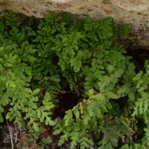  - Cheilanthes tinaei Tod. [1886]