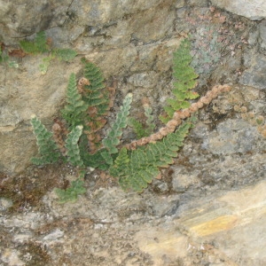 Photographie n°148153 du taxon Cosentinia vellea (Aiton) Tod. [1866]