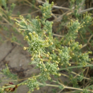 Photographie n°148183 du taxon Crucianella maritima L. [1753]