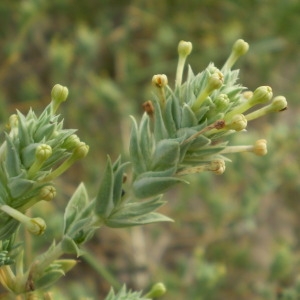 Photographie n°148184 du taxon Crucianella maritima L. [1753]