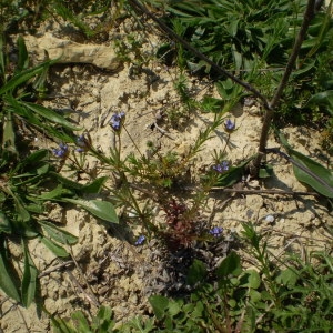 Photographie n°148186 du taxon Asperula arvensis L. [1753]