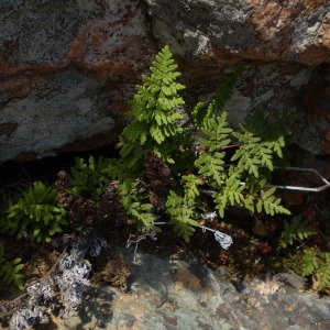 Photographie n°148190 du taxon Cheilanthes guanchica Bolle [1859]