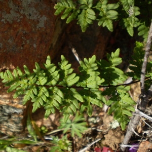  - Cheilanthes guanchica Bolle [1859]