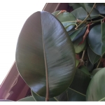 Ficus elastica Roxb.