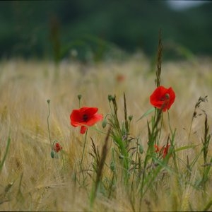 Photographie n°148231 du taxon Papaver rhoeas subsp. rhoeas