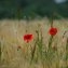  Marion DÉMONET - Papaver rhoeas subsp. rhoeas