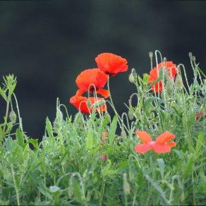 Photographie n°148241 du taxon Papaver rhoeas subsp. rhoeas