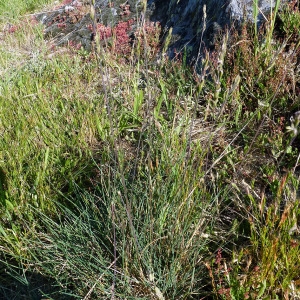 Photographie n°148258 du taxon Festuca lemanii Bastard [1809]