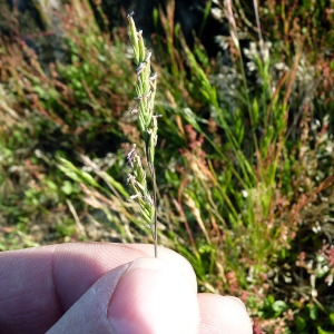 Photographie n°148259 du taxon Festuca lemanii Bastard [1809]