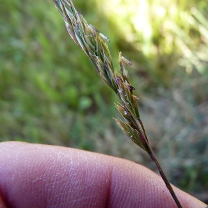 Photographie n°148260 du taxon Festuca lemanii Bastard [1809]