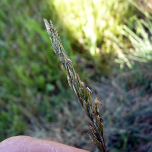  - Festuca lemanii Bastard [1809]