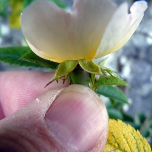 Photographie n°148284 du taxon Rosa stylosa Desv. [1809]