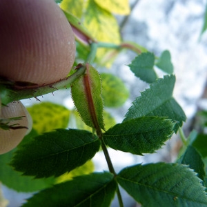 Photographie n°148290 du taxon Rosa stylosa Desv. [1809]