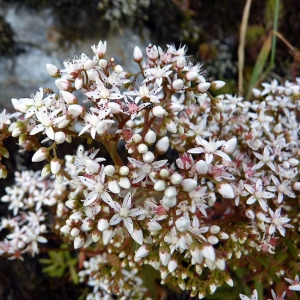 Photographie n°148297 du taxon Sedum album L. [1753]