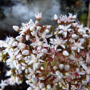 Photographie n°148298 du taxon Sedum album L. [1753]