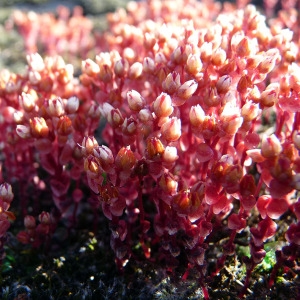 Photographie n°148299 du taxon Sedum andegavense (DC.) Desv. [1818]