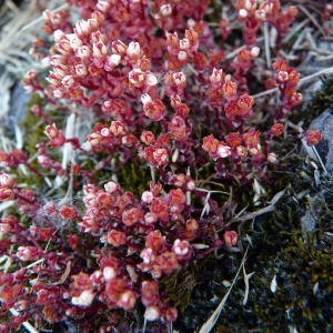 Photographie n°148300 du taxon Sedum andegavense (DC.) Desv. [1818]