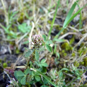 Photographie n°148315 du taxon Trifolium glomeratum L. [1753]