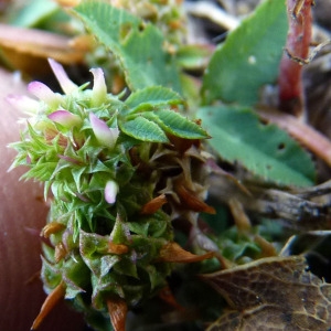 Photographie n°148325 du taxon Trifolium glomeratum L. [1753]