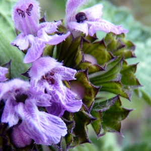 Ballota nigra subsp. foetida (Vis.) Hayek (Ballote du Midi)