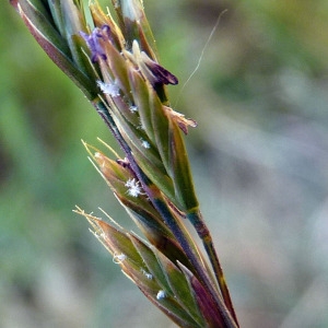  - Festuca lemanii Bastard [1809]