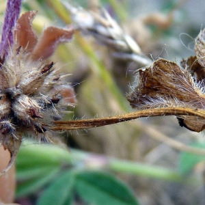 Photographie n°148333 du taxon Trifolium glomeratum L. [1753]