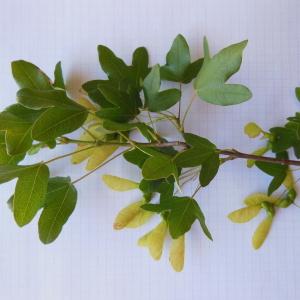 Photographie n°148345 du taxon Acer monspessulanum L.
