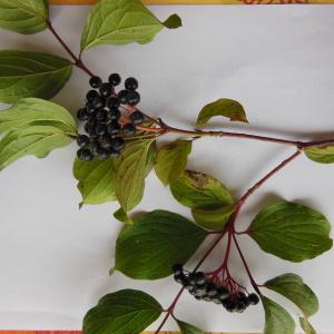 Photographie n°148347 du taxon Cornus sanguinea L.