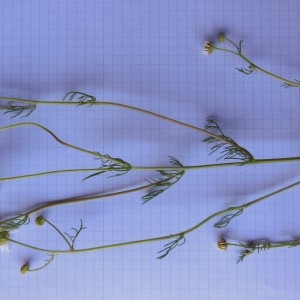 Photographie n°148356 du taxon Matricaria chamomilla L.
