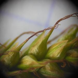 Photographie n°148358 du taxon Carex sylvatica Huds.