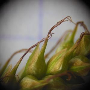 Photographie n°148359 du taxon Carex sylvatica Huds.