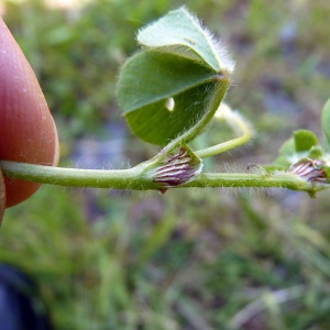 Photographie n°148376 du taxon Trifolium subterraneum L. [1753]