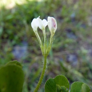 Photographie n°148377 du taxon Trifolium subterraneum L. [1753]