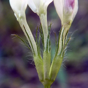 Triphylloides comosa Moench (Trèfle enterreur)