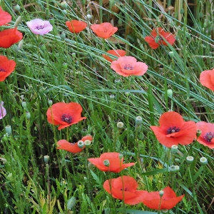 Photographie n°148388 du taxon Papaver rhoeas L. [1753]